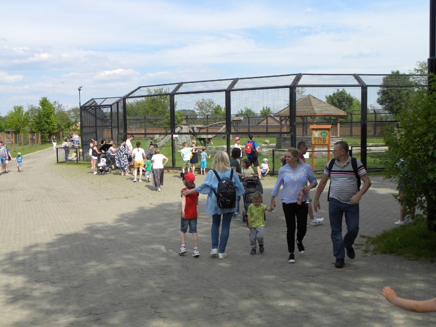 ZOO w Borysewie. Kaliszanie chętnie odwiedzają to miejsce ZDJĘCIA