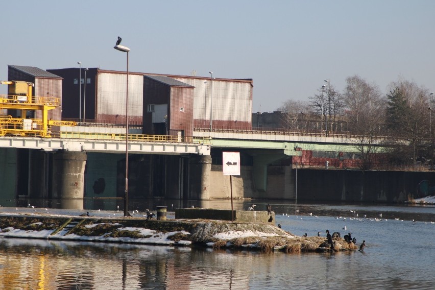 Stopień Wodny Dąbie. Te czarne ptaki to kormorany