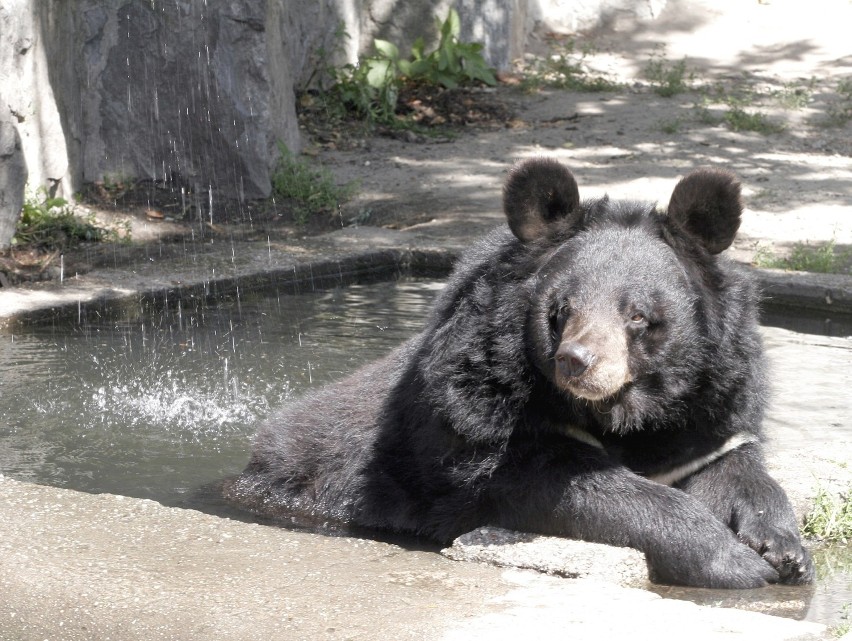 Niedźwiedź himalajski lubi samotność, ale bywa niebezpieczny