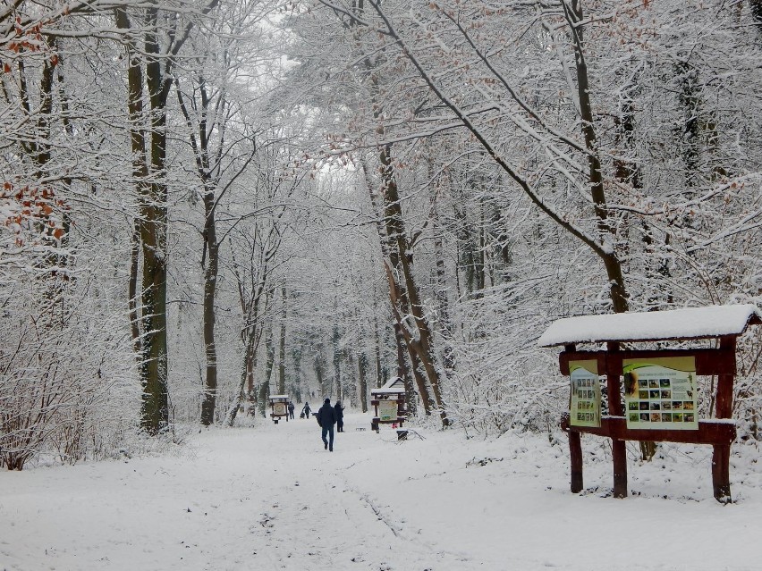 3 miejsce 

Krystyna Karut - Park Bukowe...