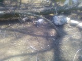We wrocławskim zoo zniszczono gniazda czapli siwej. Kto za to odpowiada? [zdjęcia]