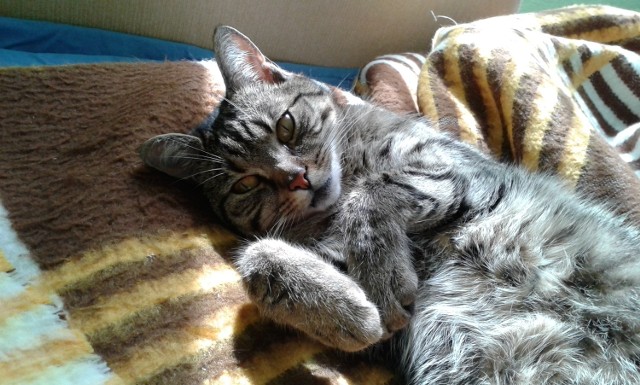 Kot Tygrysek z Siemianowic odnalazł się po miesiącu poszukiwań