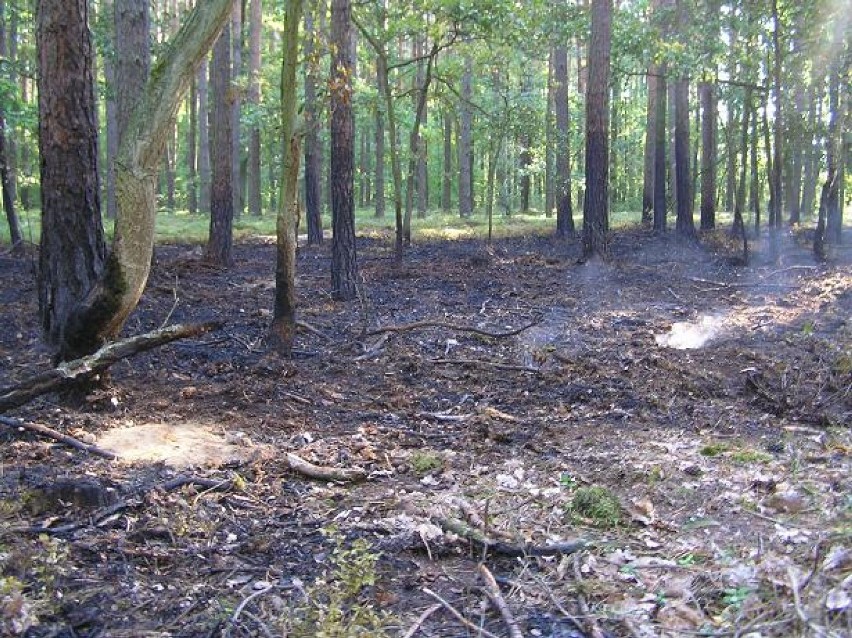 KP PSP w Kole apeluje o rozwagę w lasach