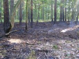 KP PSP w Kole: Płoną lasy. Strażacy apelują o rozwagę [ZDJĘCIA]