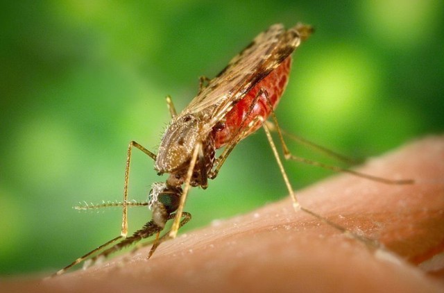 Samica komara z rodzaju Anopheles będąca wektorem malarii przenoszącym chorobę pomiędzy osobami chorymi a zdrowymi.