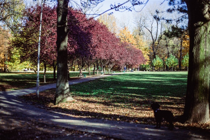 Park zachwyca przez cały rok, także jesienią, kiedy zaroi...