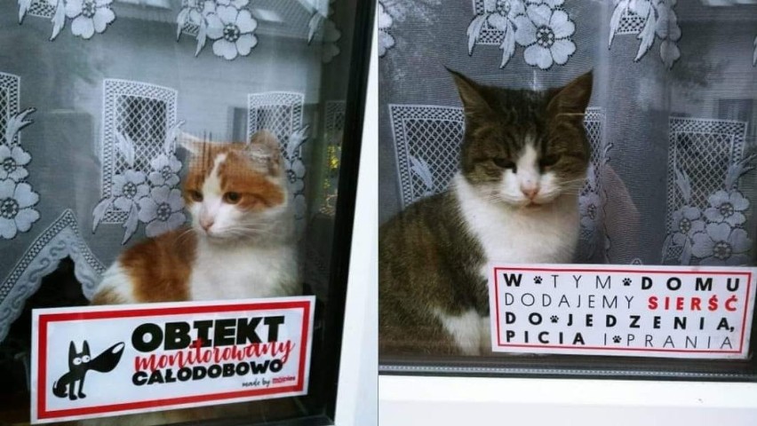 Koty mieszkańców powiatu inowrocławskiego. Zapraszamy do...