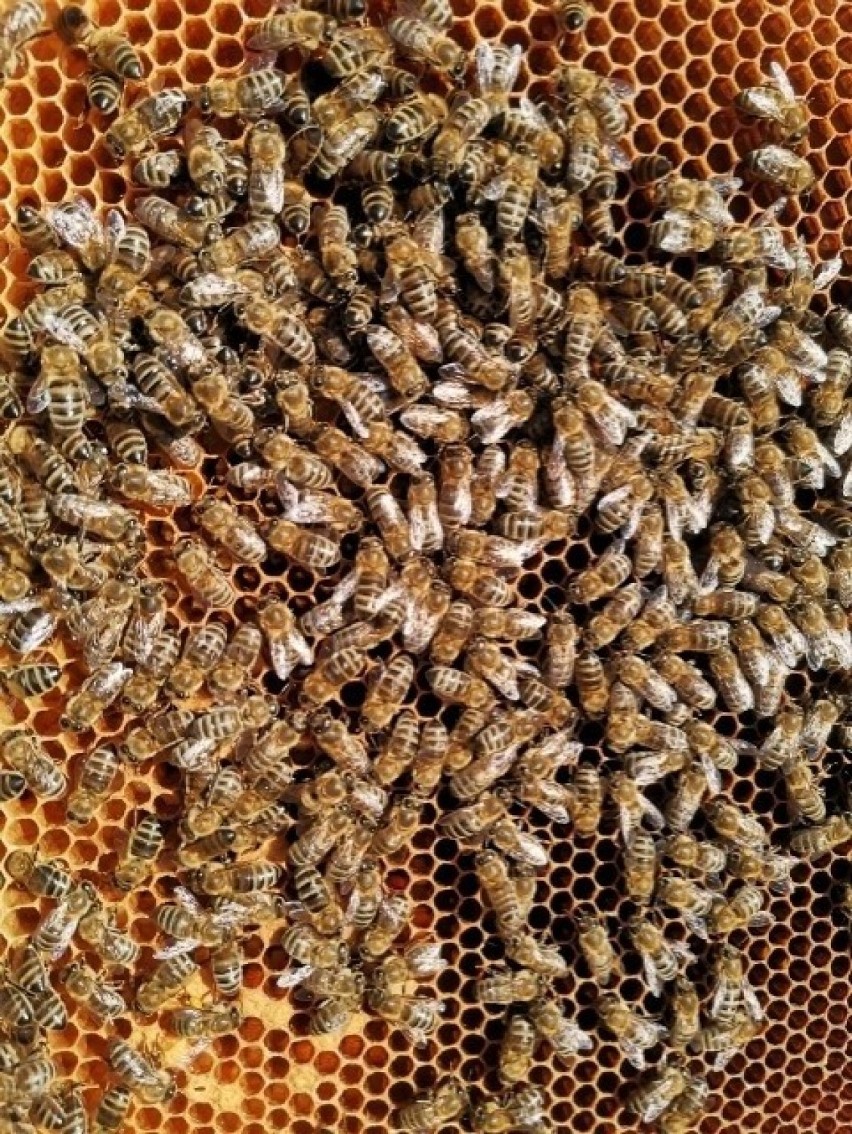 – Warroza to choroba pszczół, która niestety nieleczona...