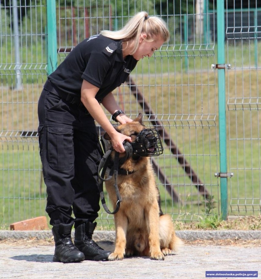 Zawody psów służbowych dolnośląskiej policji. Najlepszy był Herb ze Świdnicy! 