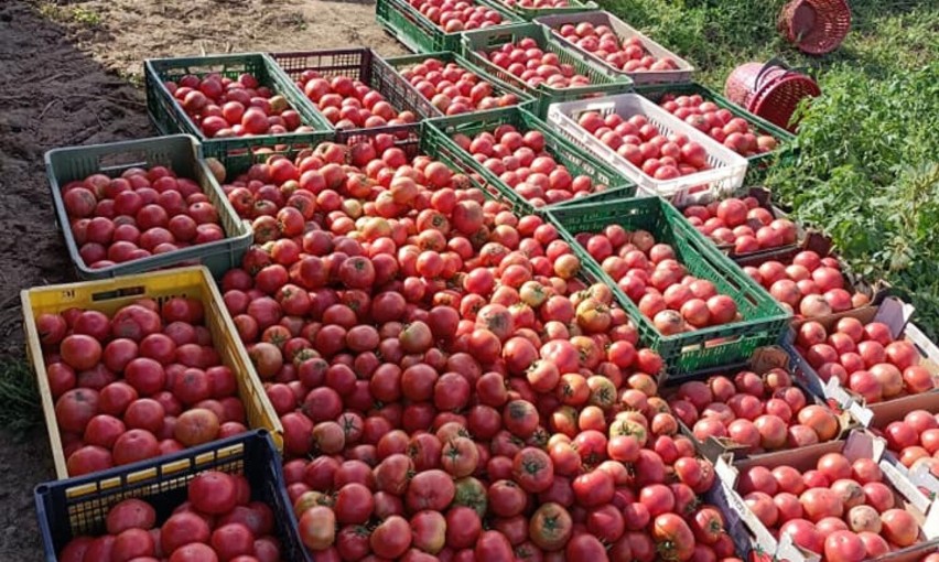 Pomidory malinowe można dostać za 4,50 zł za kg.