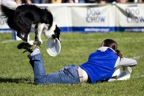 Dog Chow Disc Cup 2012 - Latające Psy znów we...