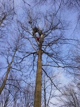 Wypadek na górze Żar. Paralotniarz uwięziony na wysokim drzewie