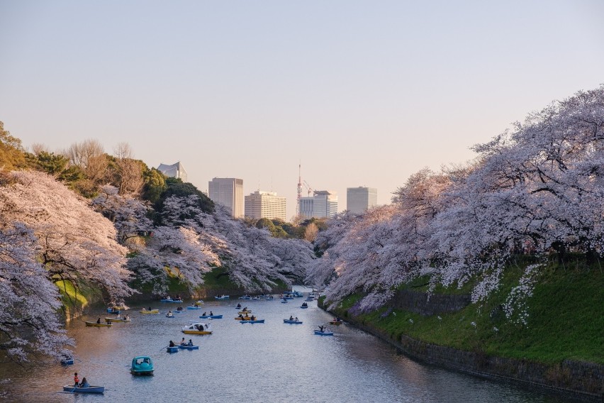 W końcu marca Japonia staje się wyjątkowo piękna. W całym...