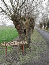 Grodzisk Wielkopolski: nowe wierzby na ulicy Wierzbowej