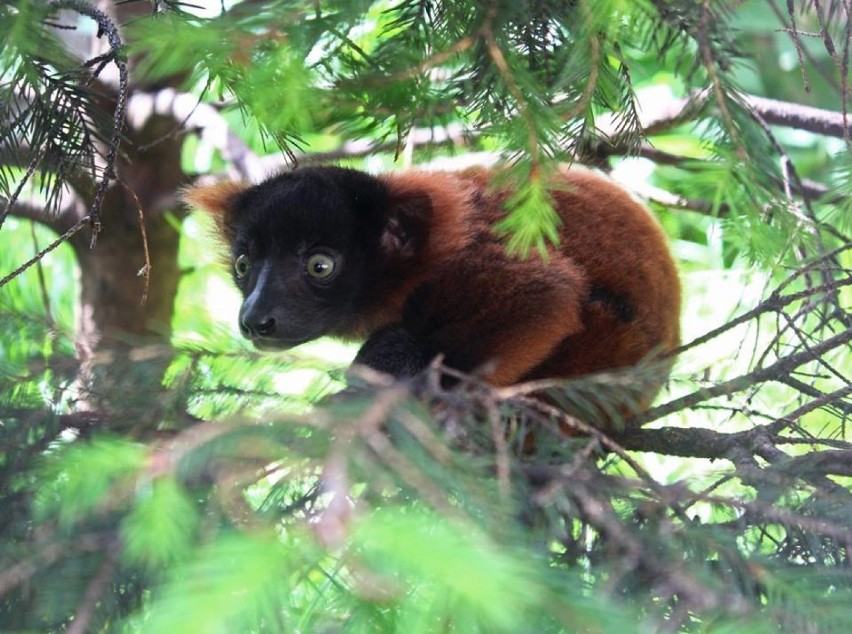 Wari rudy to gatunek małpiatki z rodziny lemurowatych. Ten z...