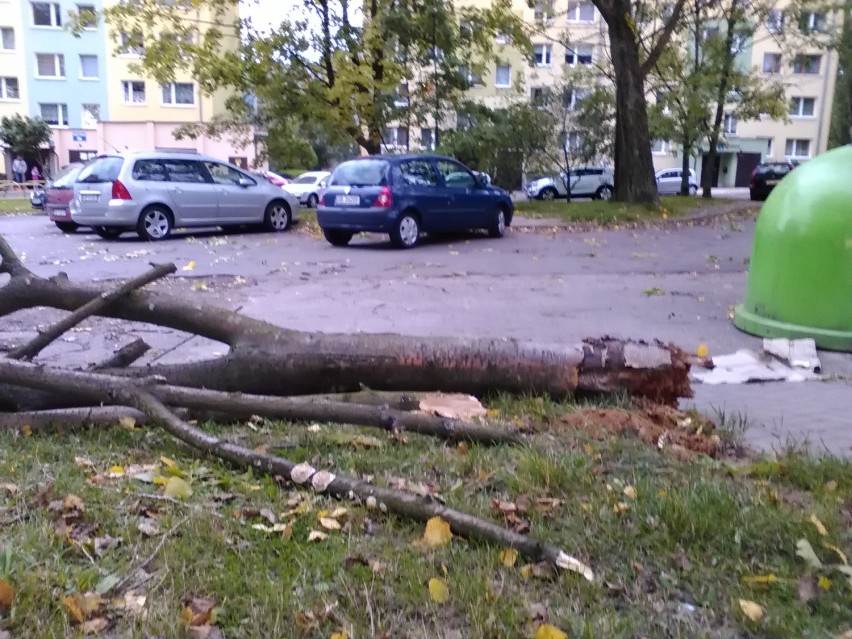 Silny wiatr powalił drzewa i uszkodził samochody w Wałbrzychu [ZDJĘCIA]