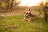 Psy do adopcji ze Schroniska dla Bezdomnych Zwierząt w Radomiu. Zobacz piękne psy, może któregoś przygarniesz (ZDJĘCIA)