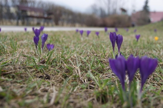 Podhale: Wiosna już w centrum Zakopanego