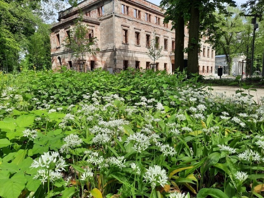 Pałac i park w Zatoniu