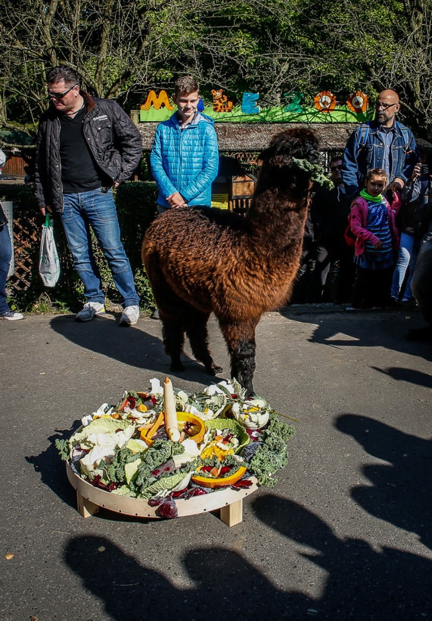 Alpaka Gabrysia obchodziła urodziny w gdańskim zoo [WIDEO, ZDJĘCIA]