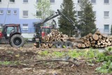 Trwa wielka wycinka przy Parku Śląskim. Zgłoszono ponad 900 drzew do usunięcia