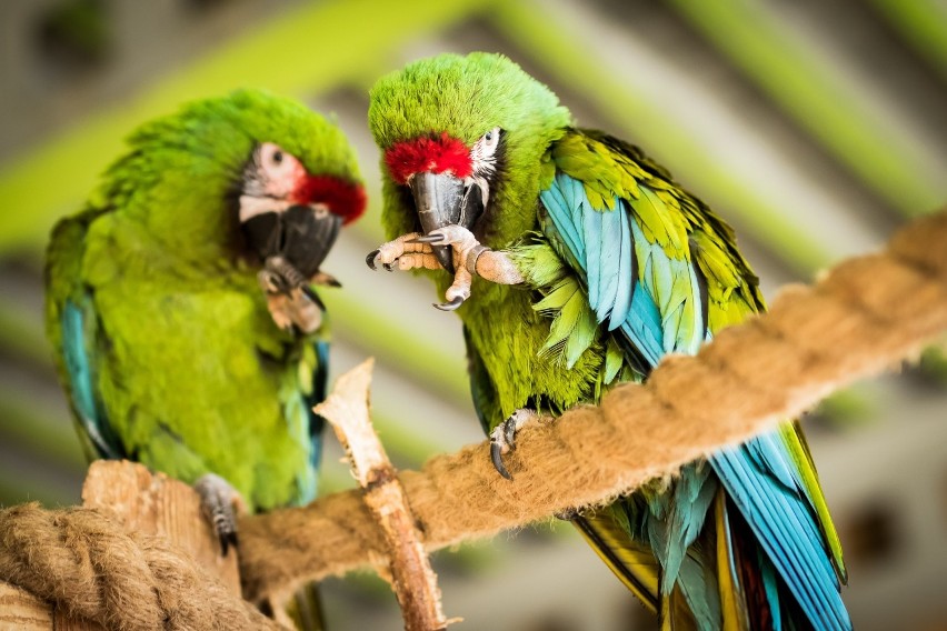 Zwierzęta z bydgoskiej papugarni potrzebują żywności, by...