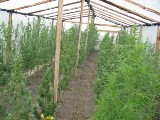 Chodel: Zlikwidowana plantacja marihuany (WIDEO)