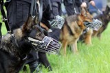 Fachowcy oceniali sprawność policyjnych psów [ZDJĘCIA]