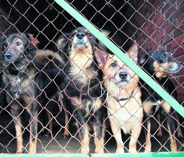 W schronisku przy ulicy Gilowej przebywa około 280 psów, a miejsca jest tylko dla 160 zwierząt