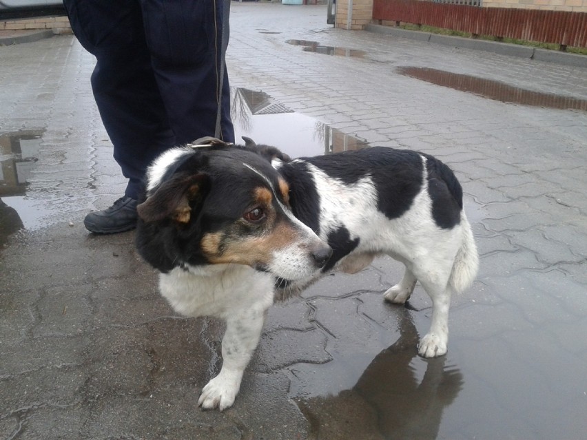 Pies, który jeździł koleją trafił na Paluch. Może go znasz?