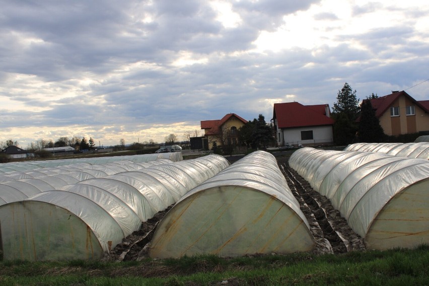 Uprawy warzyw pod osłonami w gminie Igołomia-Wawrzeńczce