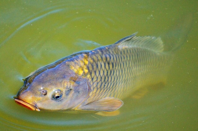Karpia hoduje się w cyklu 3-letnim. W połowie jesieni prowadzone są odłowy ryby do mniejszych stawów, by oczyściły się z mułu.