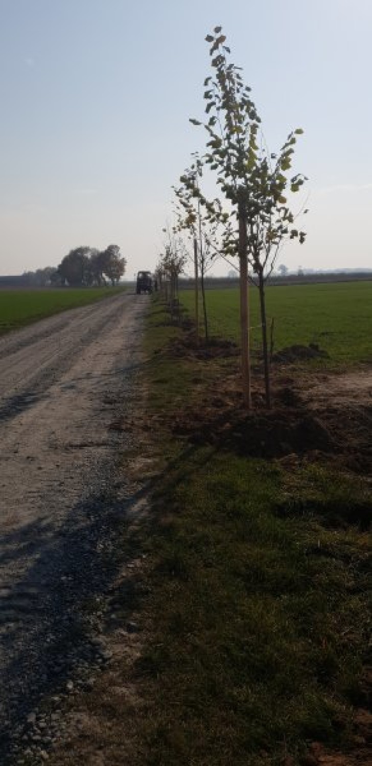 INWESTYCJE: Gmina Żerków posadzi 130 drzewek przy gminnej drodze 