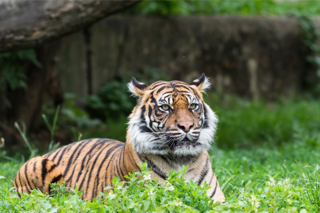 Warszawskie zoo koronawirus