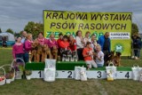 Kargowa. Krajowa Wystawa Psów Rasowych. Poznaliśmy najpiękniejsze czworonogi [ZDJĘCIA]