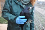 Ptaki otrute na Mokotowie wróciły do zdrowia. Zostały wypuszczone na wolność w Parku Skaryszewskim [ZDJĘCIA] 
