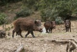 Dziś rusza redukcyjny odstrzał dzików w Wodzisławiu. Zwierzęta dają się we znaki mieszkańców. Myśliwi zaczną o 20, uważajcie na siebie!