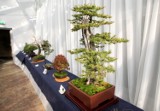 Bonsai w Palmiarni w Łodzi [ZDJĘCIA]