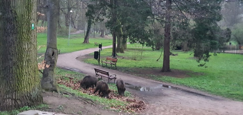 Dziki w Parku Solidarności w Tomaszowie Maz. Nie bały się ludzi, spokojnie szukając pożywienia [ZDJĘCIA]