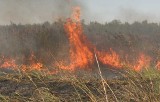 Powiat bełchatowski: Kolejny pożar nieużytków niedaleko centrum Zelowa