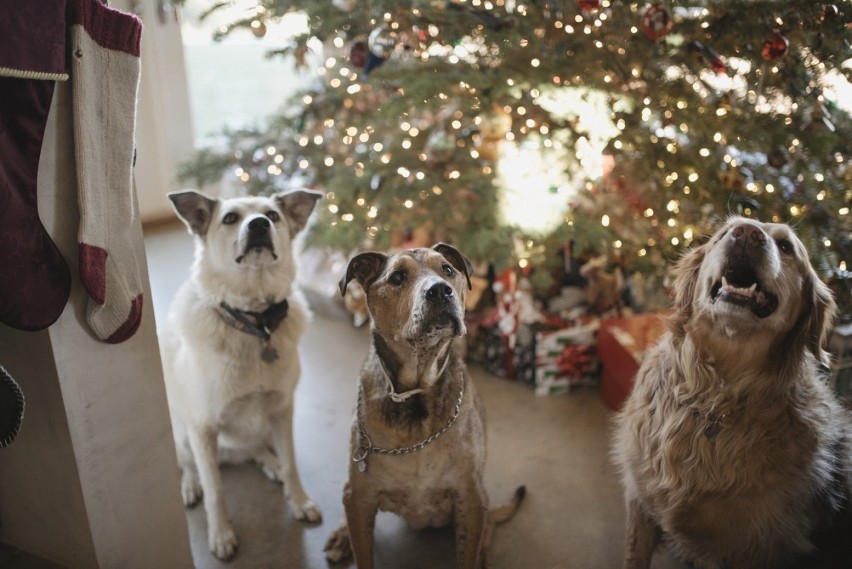 Boże Narodzenie 2019. Zwierzaki też kochają święta! Te zdjęcia sprawią, że zrobi Wam się ciepło na serduszku! 