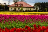 Oto najpiękniejsza plantacja tulipanów w Polsce. Zobaczcie tę perłę z Wielkopolski!