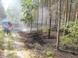 Pożar lasu pod Komarowem. Strażacy znów w akcji [ZDJĘCIA]