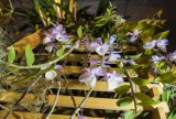 Wystawa storczyków "Orchidea 2020". Piękne rośliny w BUW-ie 