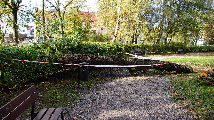 Powalone drzewa i złamane gałęzie w parku miejskim - bilans...