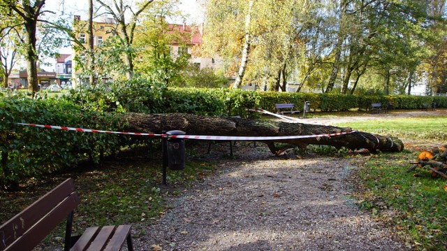 Powalone drzewa i złamane gałęzie w parku miejskim - bilans wichury w Sławnie