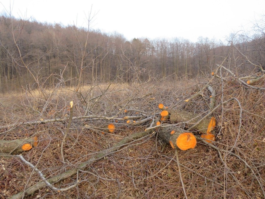 Andrychów. Wycinka drzew za boiskiem przy ulicy Dąbrowskiego