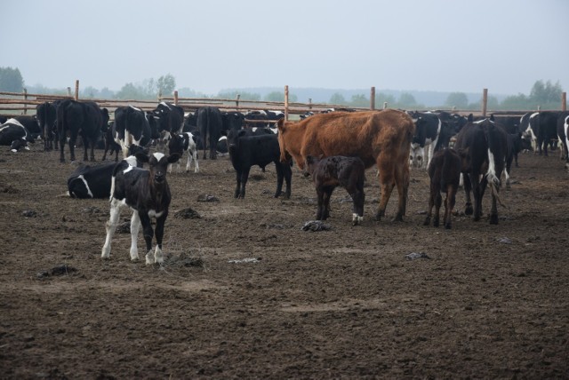 Stado krów liczy ponad 170 sztuk bydła.