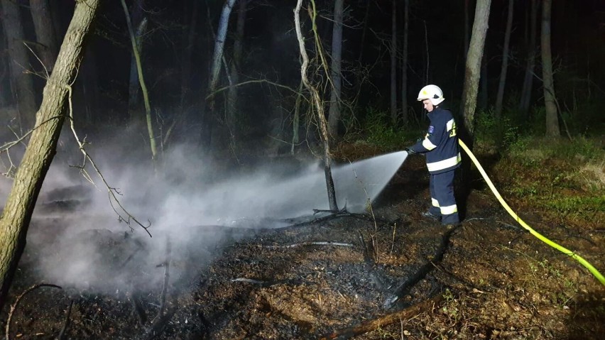 Pożar lasu na pograniczu Starego i Nowego Oleśca w gminie Chocz