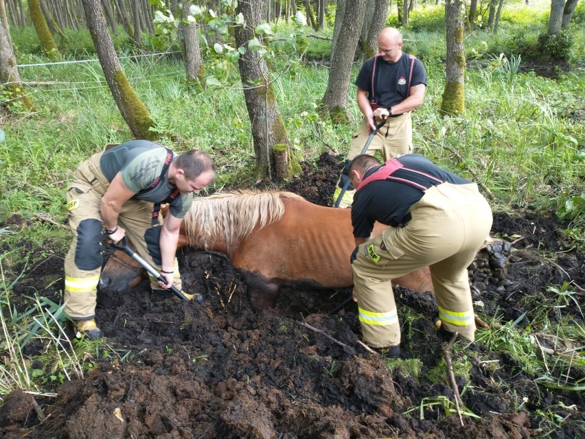 Koń utknął w bagnie. Na ratunek pospieszyli mu strażacy ze Szwecji i Wałcza 
